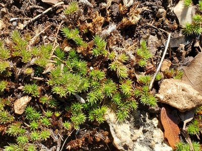 Selaginella wrightii, photographed by Jo Roberts