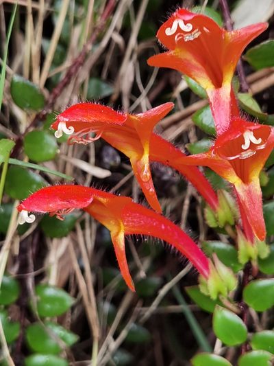 Columnea oerstediana, photographed by Eduardo Chacón Madrigal