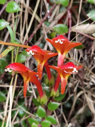 Columnea oerstediana, photographed by Eduardo Chacón Madrigal