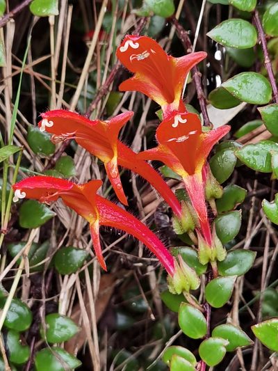 Columnea oerstediana, photographed by Eduardo Chacón Madrigal