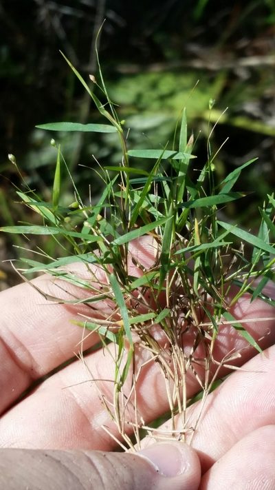 Dichanthelium lucidum, photographed by Jay Horn