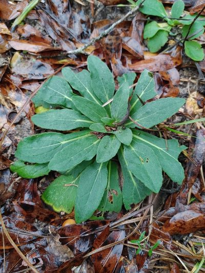 Rudbeckia mollis, photographed by Scott Allen Davis