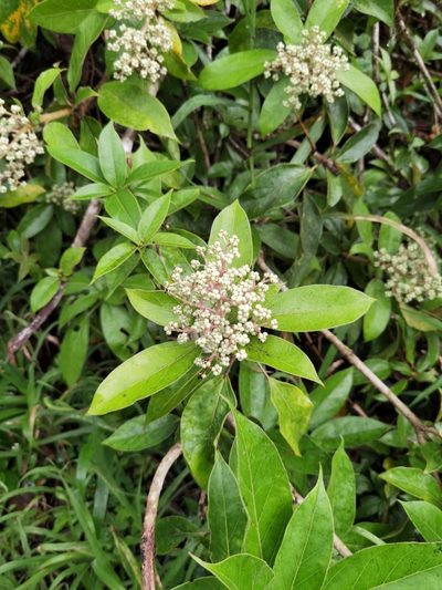 Oreopanax oerstedianus, photographed by Eduardo Chacón Madrigal