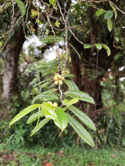 Guatteria oliviformis, photographed by Eduardo Chacón Madrigal