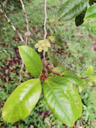 Guatteria oliviformis, photographed by Eduardo Chacón Madrigal