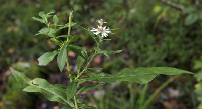 Symphyotrichum ontarionis, photographed by aarongunnar