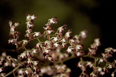 Cyrtochilum myanthum, photographed by desertnaturalist