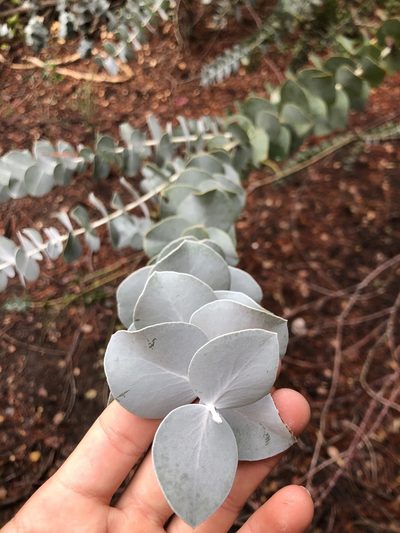 Eucalyptus pulverulenta, photographed by Justin Paulin