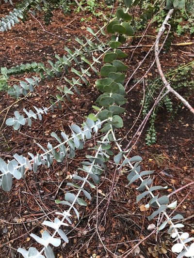 Eucalyptus pulverulenta, photographed by Justin Paulin