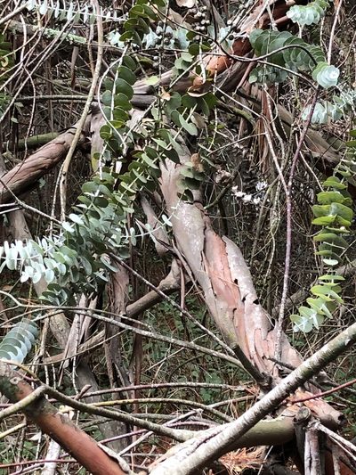 Eucalyptus pulverulenta, photographed by Justin Paulin