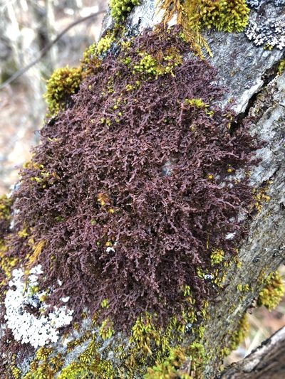 Frullania asagrayana, photographed by Scott Morris
