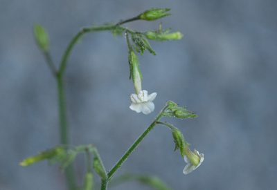 Nicotiana forsteri, photographed by Rolf Lawrenz
