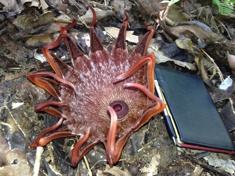 Rhizanthes lowii, photographed by Jiro Iguchi