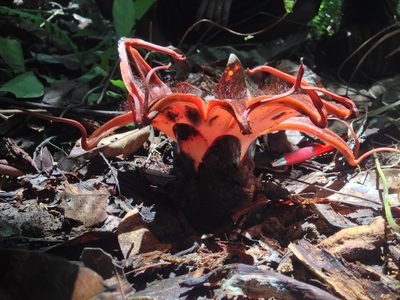 Rhizanthes lowii, photographed by Jiro Iguchi