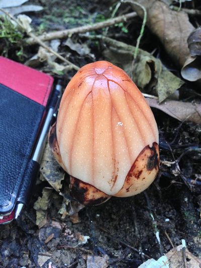 Rhizanthes lowii, photographed by Jiro Iguchi
