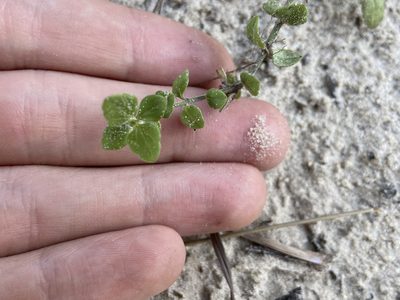 Scutellaria muriculata, photographed by Reid Hardin