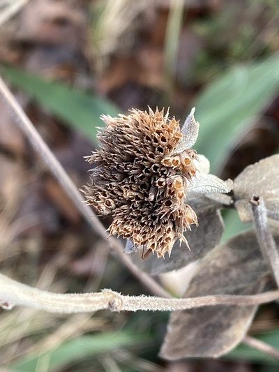 Pycnanthemum pycnanthemoides, photographed by Alan Weakley