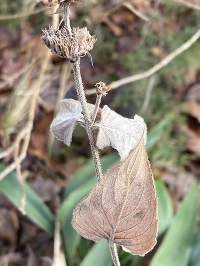 Pycnanthemum pycnanthemoides, photographed by Alan Weakley