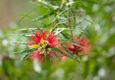 Melaleuca montana, photographed by Rolf Lawrenz
