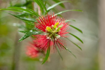 Melaleuca montana, photographed by Rolf Lawrenz