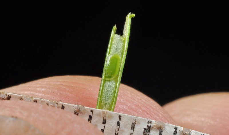 Cardamine unguiculus, photographed by Pieter Pelser