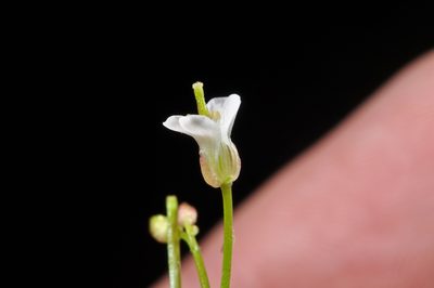 Cardamine unguiculus, photographed by Pieter Pelser