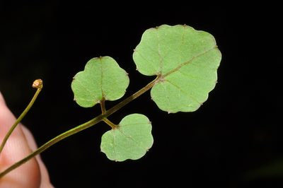 Cardamine unguiculus, photographed by Pieter Pelser