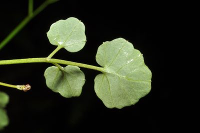 Cardamine unguiculus, photographed by Pieter Pelser