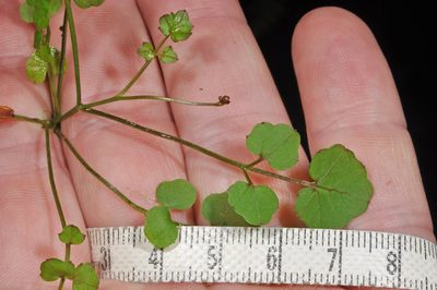 Cardamine unguiculus, photographed by Pieter Pelser