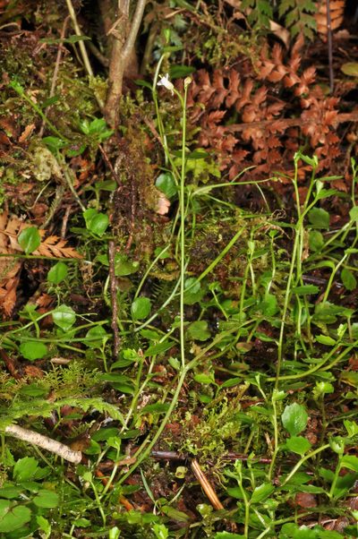 Cardamine unguiculus, photographed by Pieter Pelser