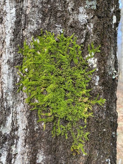 Drummondia prorepens, photographed by Alan Weakley