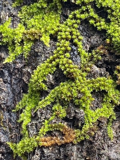 Drummondia prorepens, photographed by Alan Weakley