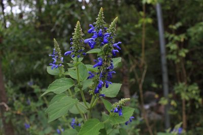 Salvia polystachia, photographed by Jake Rehage
