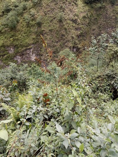 Puya ferruginea, photographed by Alfredo F. Fuentes Claros