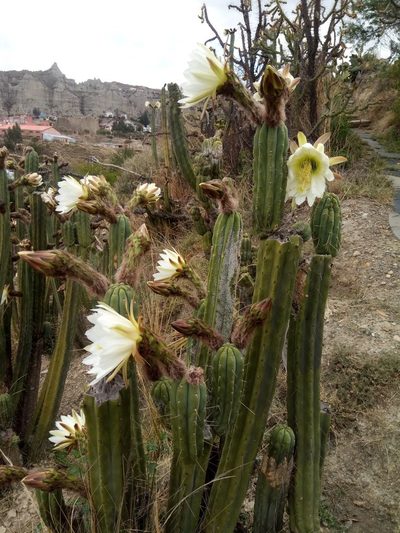 Trichocereus bridgesii, photographed by Alfredo F. Fuentes Claros