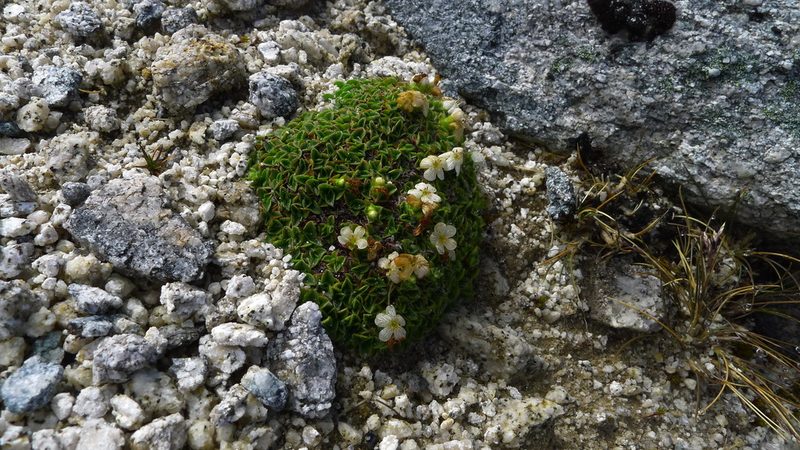 Myosotis retrorsa, photographed by Sarah Richardson