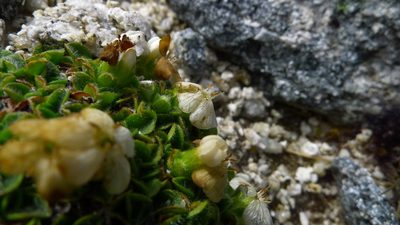Myosotis retrorsa, photographed by Sarah Richardson
