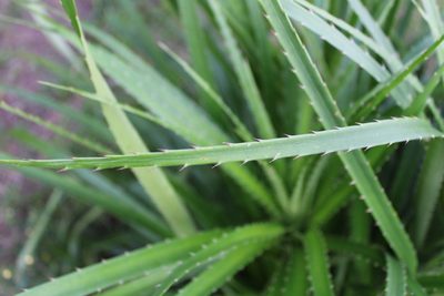 Eryngium eburneum, photographed by Cristiane Colodel