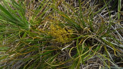 Aciphylla lyallii, photographed by Sarah Richardson