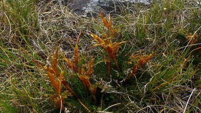 Aciphylla pinnatifida