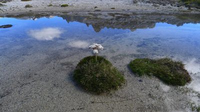 Aciphylla congesta, photographed by Sarah Richardson