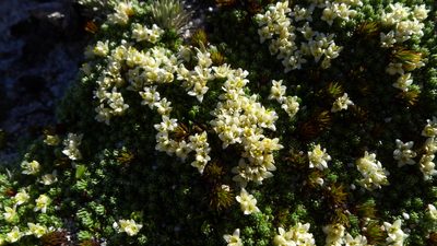 Kelleria croizatii, photographed by Sarah Richardson