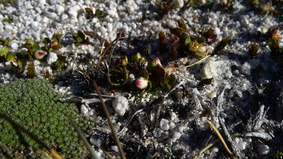 Gaultheria nubicola, photographed by Sarah Richardson