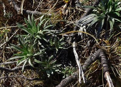 Celmisia viscosa, photographed by Sarah Richardson