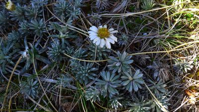 Celmisia hectorii, photographed by Sarah Richardson