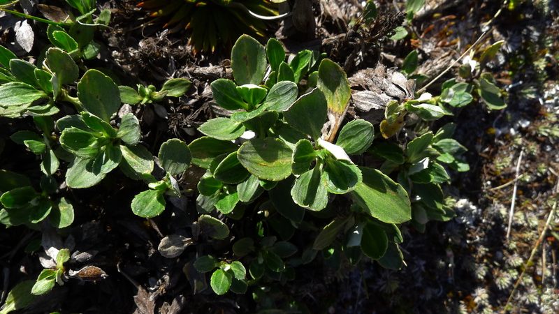 Celmisia bonplandii, photographed by Sarah Richardson
