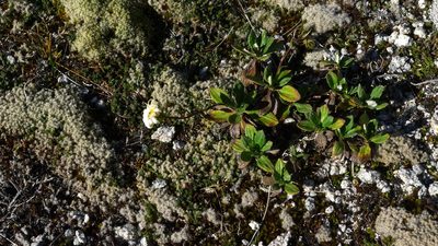 Celmisia bonplandii, photographed by Sarah Richardson