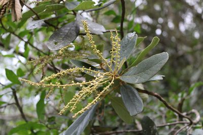 Clethra scabra, photographed by Cristiane Colodel