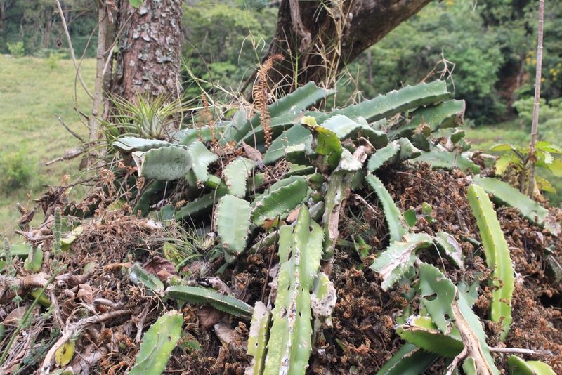Selenicereus costaricensis, photographed by Jake Rehage