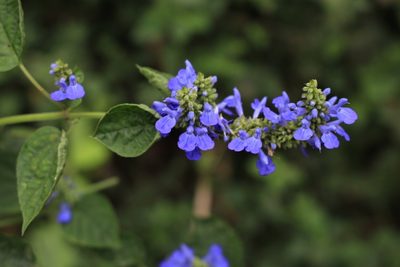 Salvia polystachia, photographed by Jake Rehage